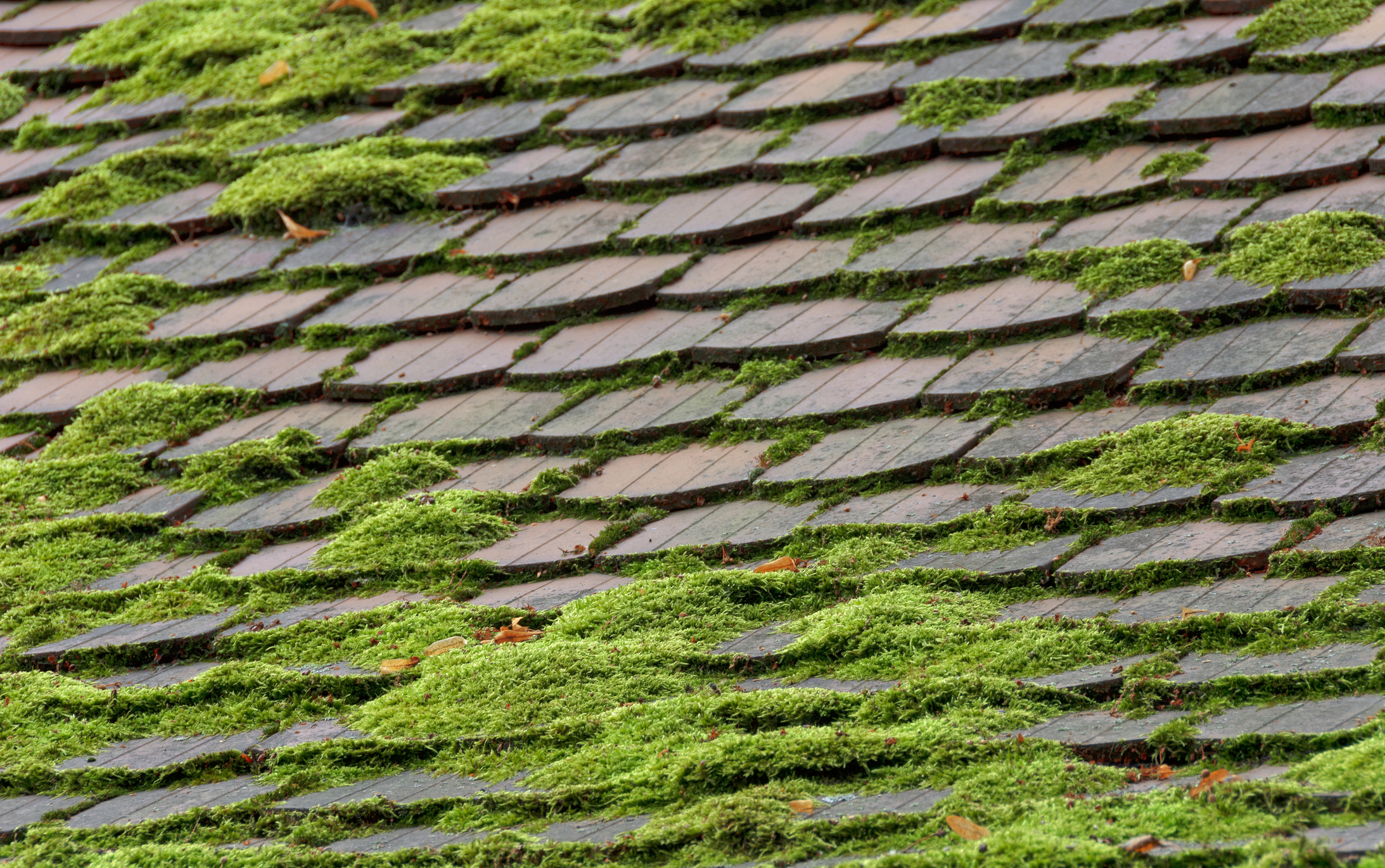 Best Time of Year to Remove Moss From Roof?